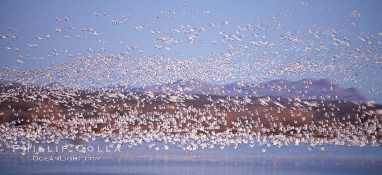 Snow geese at sunrise.  Thousands of wintering snow geese take to the sky in predawn light in Bosque del Apache's famous "blast off".  The flock can be as large as 20,000 geese or more.  Long time exposure creates blurring among the geese. Bosque del Apache National Wildlife Refuge, Socorro, New Mexico, USA, Chen caerulescens, natural history stock photograph, photo id 21936