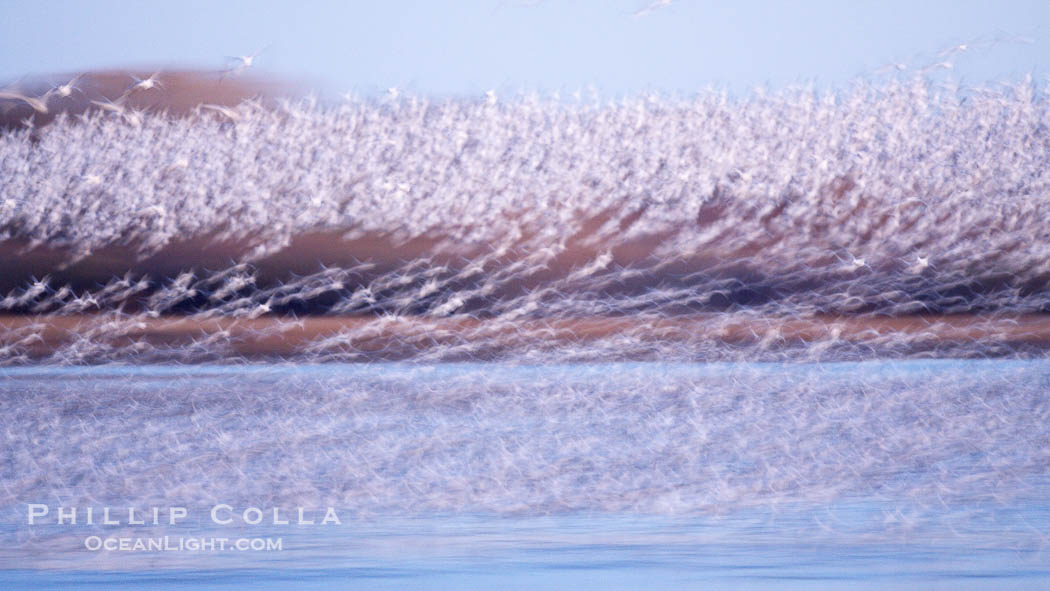 Snow geese at sunrise.  Thousands of wintering snow geese take to the sky in predawn light in Bosque del Apache's famous "blast off".  The flock can be as large as 20,000 geese or more.  Long time exposure creates blurring among the geese., Chen caerulescens, natural history stock photograph, photo id 21893