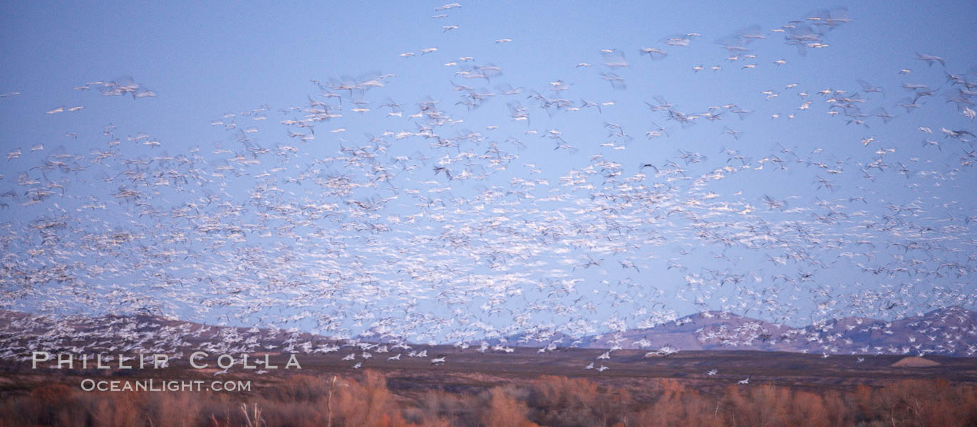 Snow geese at dawn.  Thousands of snow geese fly over the brown hills of Bosque del Apache National Wildlife Refuge.  In the dim predawn light, the geese appear as streaks in the sky. Socorro, New Mexico, USA, Chen caerulescens, natural history stock photograph, photo id 21894
