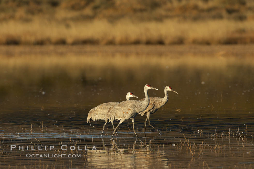 Sandhill cranes. Bosque del Apache National Wildlife Refuge, Socorro, New Mexico, USA, Chen caerulescens, natural history stock photograph, photo id 21946