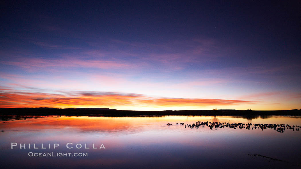Sunrise over Bosque del Apache.  Rich predawn colors are reflected in the main impoundment pond in the refuge.  Snow geese are seen resting on the water. Bosque del Apache National Wildlife Refuge, Socorro, New Mexico, USA, Chen caerulescens, natural history stock photograph, photo id 21958