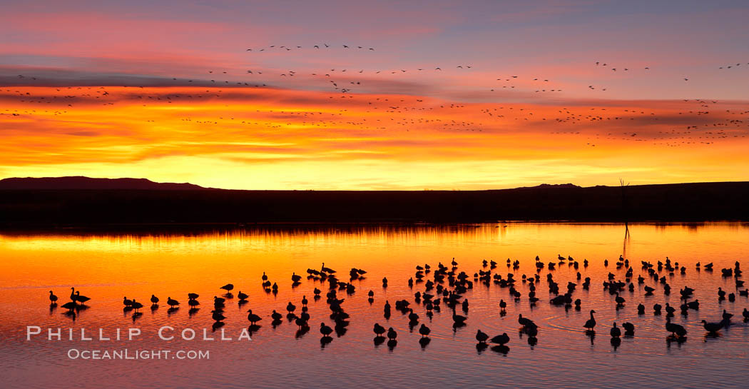 Snow geese at dawn.  Snow geese rest beneath richly colored predawn skies on the main impoundment pond at Bosque del Apache National Wildlife Refuge.  They will lift off by the thousands at sunrise. Socorro, New Mexico, USA, Chen caerulescens, natural history stock photograph, photo id 21908
