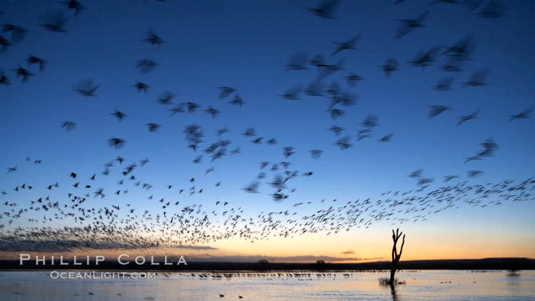 Snow geese at dawn.  Snow geese often "blast off" just before or after dawn, leaving the ponds where they rest for the night to forage elsewhere during the day. Bosque del Apache National Wildlife Refuge, Socorro, New Mexico, USA, Chen caerulescens, natural history stock photograph, photo id 21879