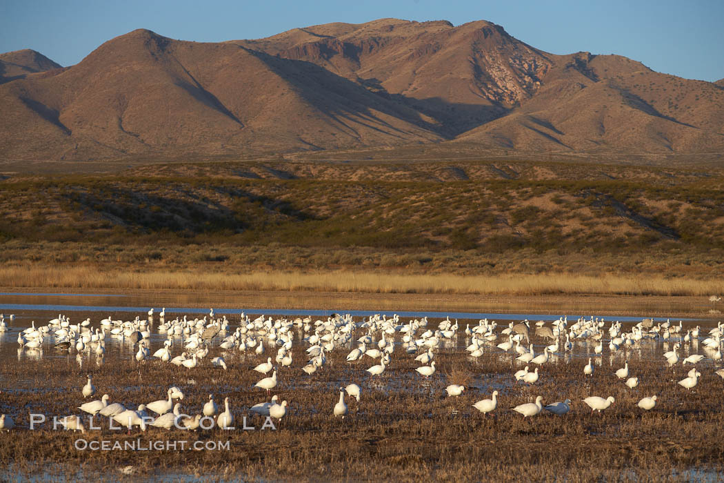Snow geese gather to rest and preen. Bosque del Apache National Wildlife Refuge, Socorro, New Mexico, USA, Chen caerulescens, natural history stock photograph, photo id 21883