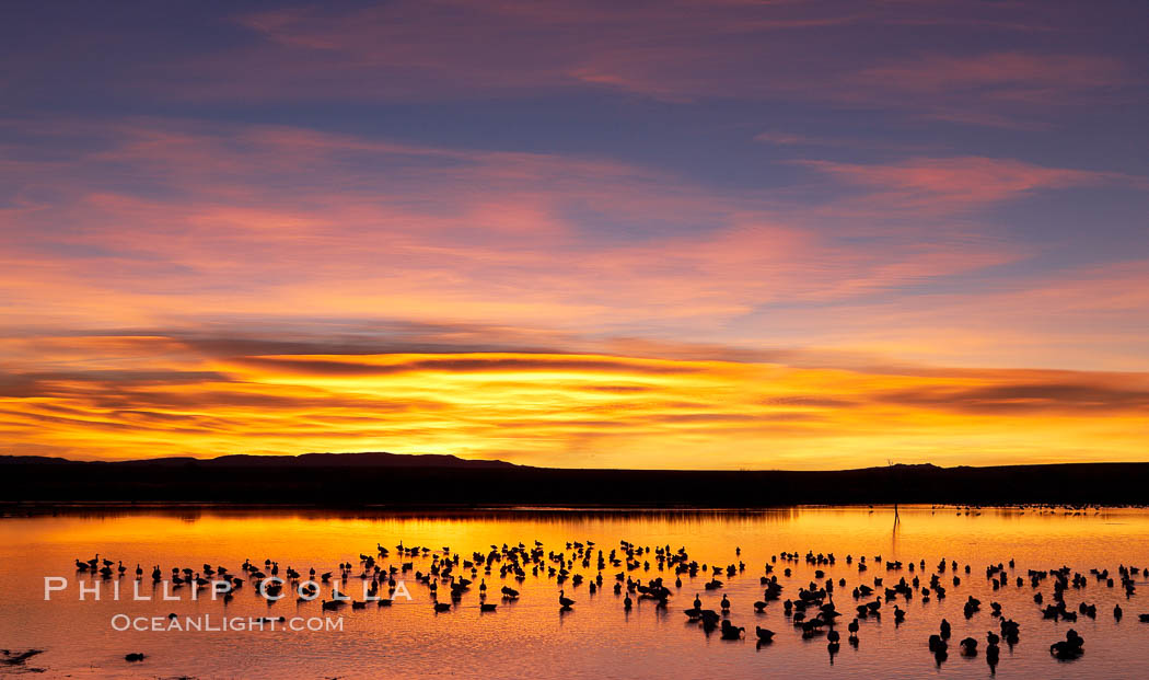 Snow geese at dawn.  Snow geese rest beneath richly colored predawn skies on the main impoundment pond at Bosque del Apache National Wildlife Refuge.  They will lift off by the thousands at sunrise. Socorro, New Mexico, USA, Chen caerulescens, natural history stock photograph, photo id 21911