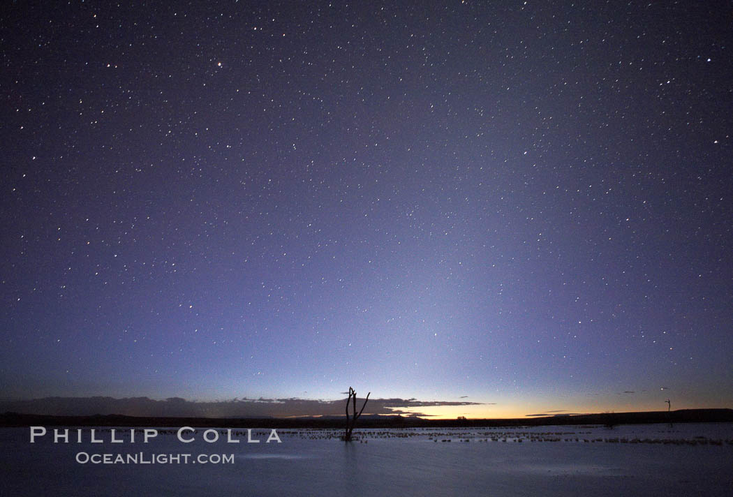 Stars appear in the dark predawn sky.  Stars appear in pre-dawn light at the main impoundment pond, Bosque del Apache National Wildlife Refuge.  A group of snow geese can be seen resting on the water. Socorro, New Mexico, USA, Chen caerulescens, natural history stock photograph, photo id 21923