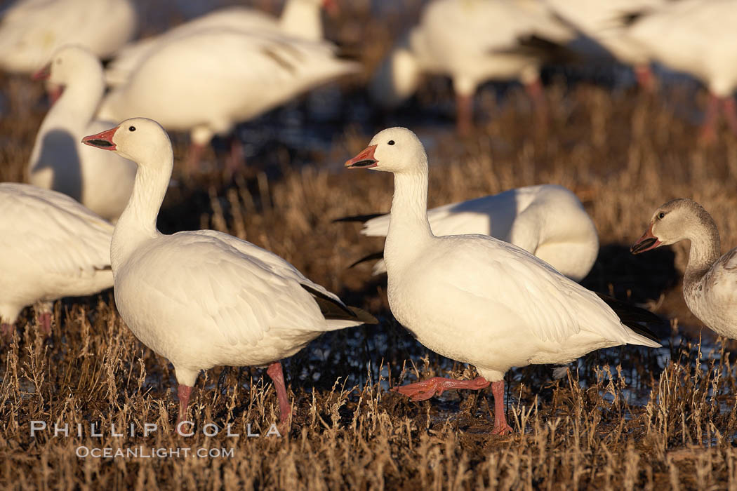 Snow geese. Bosque del Apache National Wildlife Refuge, Socorro, New Mexico, USA, Chen caerulescens, natural history stock photograph, photo id 21947