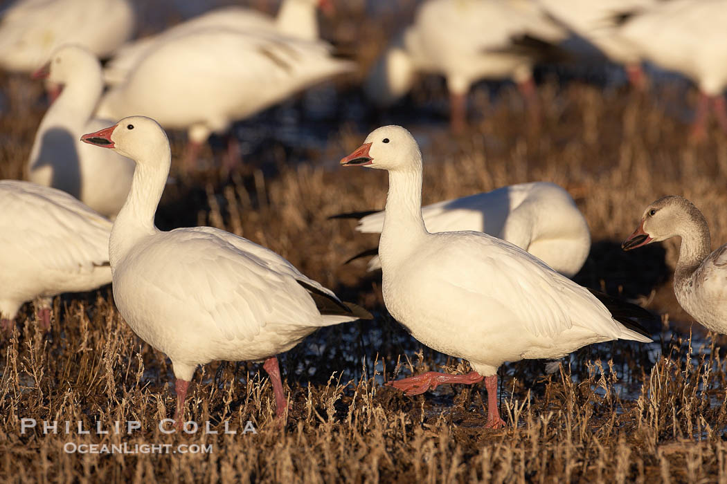 Snow geese., Chen caerulescens, natural history stock photograph, photo id 21947