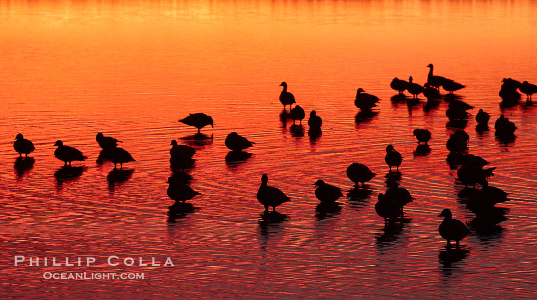 Snow geese rest on a still pond in rich orange and yellow sunrise light.  These geese have spent their night's rest on the main empoundment and will leave around sunrise to feed in nearby corn fields., Chen caerulescens, natural history stock photograph, photo id 21959