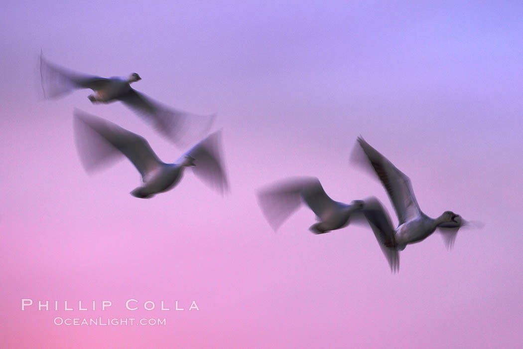 Snow geese, flying across a colorful sunset sky, wings blurred from long time exposure. Bosque del Apache National Wildlife Refuge, Socorro, New Mexico, USA, Chen caerulescens, natural history stock photograph, photo id 21865