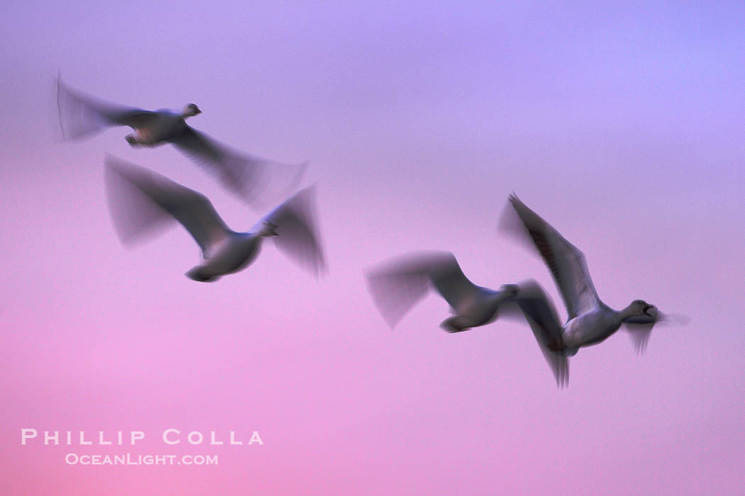 Snow geese, flying across a colorful sunset sky, wings blurred from long time exposure., Chen caerulescens, natural history stock photograph, photo id 21865