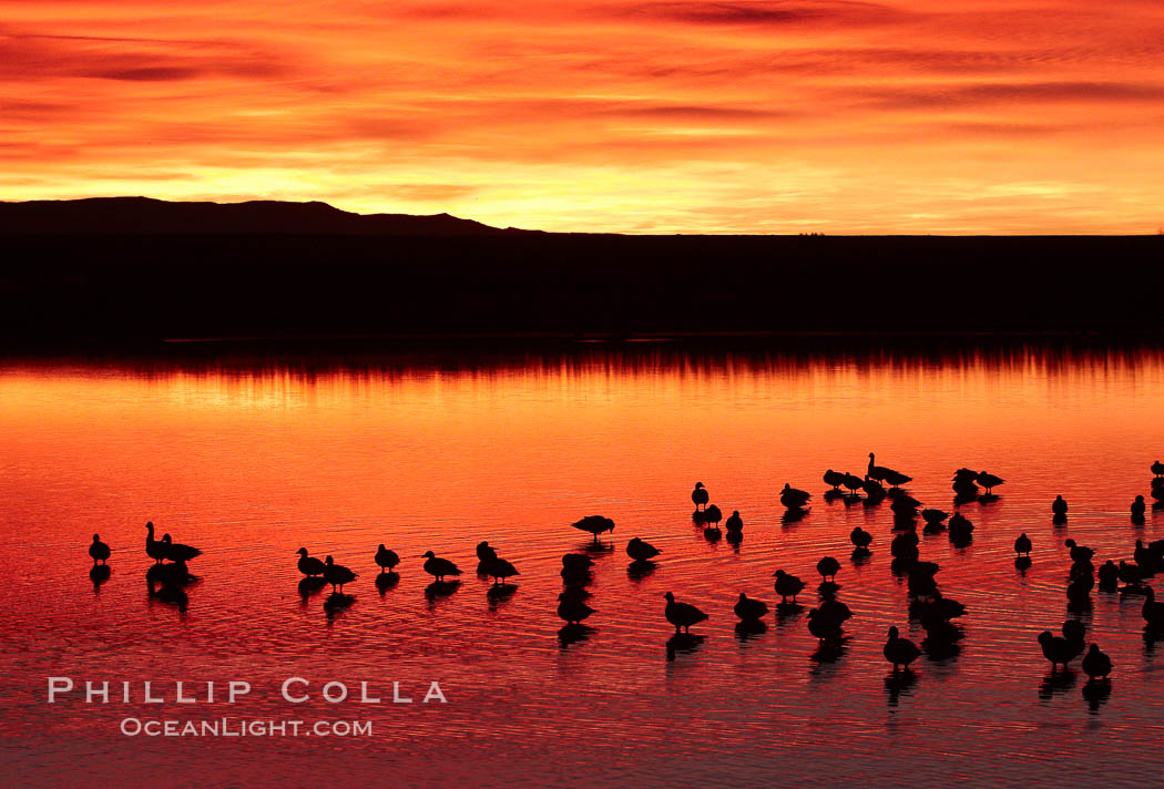 Snow geese rest on a still pond in rich orange and yellow sunrise light.  These geese have spent their night's rest on the main empoundment and will leave around sunrise to feed in nearby corn fields. Bosque del Apache National Wildlife Refuge, Socorro, New Mexico, USA, Chen caerulescens, natural history stock photograph, photo id 21909