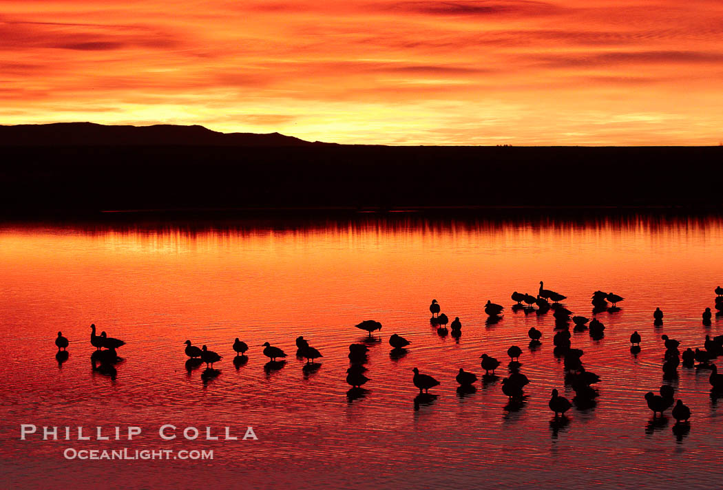 Snow geese rest on a still pond in rich orange and yellow sunrise light.  These geese have spent their night's rest on the main empoundment and will leave around sunrise to feed in nearby corn fields., Chen caerulescens, natural history stock photograph, photo id 21909