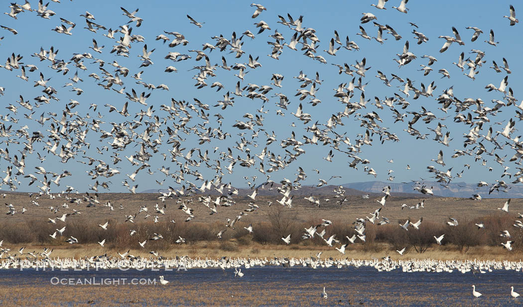Snow geese lift off by the thousands, taking flight over Bosque del Apache NWR. Bosque del Apache National Wildlife Refuge, Socorro, New Mexico, USA, Chen caerulescens, natural history stock photograph, photo id 21941