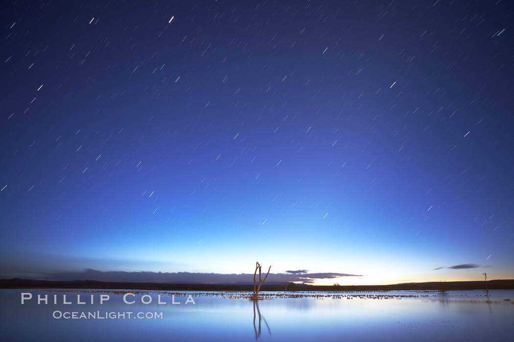 Star trails at dawn.  Stars are blurred into lines in this time exposure in pre-dawn light at the main impoundment pond, Bosque del Apache National Wildlife Refuge.  A group of snow geese can be seen resting on the water. Socorro, New Mexico, USA, Chen caerulescens, natural history stock photograph, photo id 21978