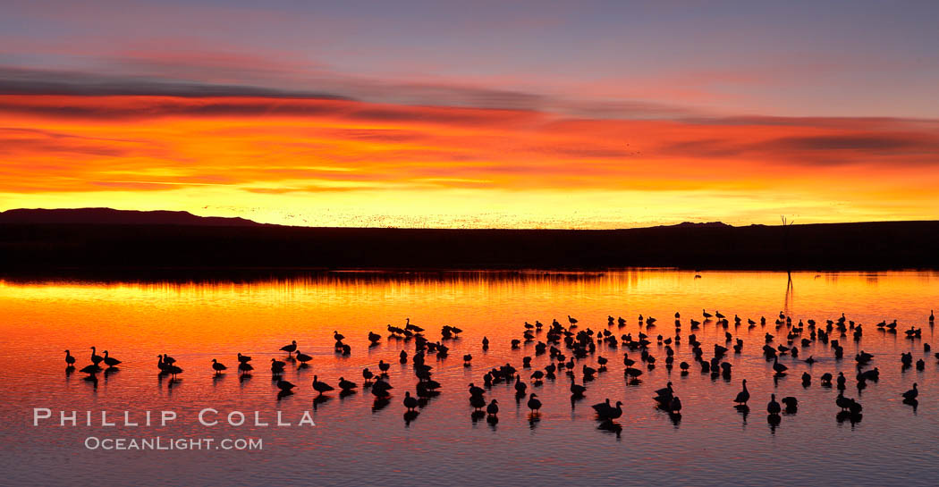 Snow geese at dawn.  Snow geese rest beneath richly colored predawn skies on the main impoundment pond at Bosque del Apache National Wildlife Refuge.  They will lift off by the thousands at sunrise. Socorro, New Mexico, USA, Chen caerulescens, natural history stock photograph, photo id 22018