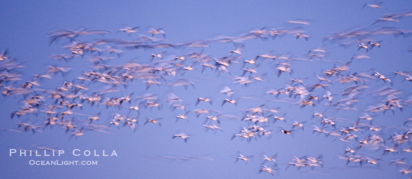 Snow geese flying in a vast skein.  Thousands of snow geese fly in predawn light, blurred due to time exposure., Chen caerulescens, natural history stock photograph, photo id 22066