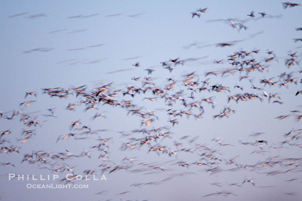 Snow geese flying in a vast skein.  Thousands of snow geese fly in predawn light, blurred due to time exposure., Chen caerulescens, natural history stock photograph, photo id 22072