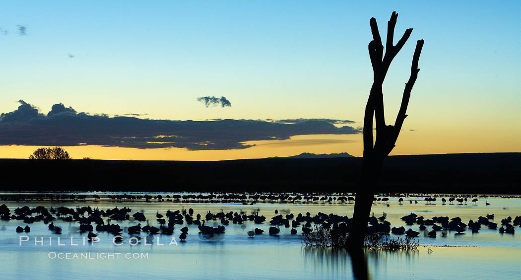 Snow geese, resting on the calm water of the main empoundment at Bosque del Apache NWR in predawn light. Bosque del Apache National Wildlife Refuge, Socorro, New Mexico, USA, Chen caerulescens, natural history stock photograph, photo id 21979