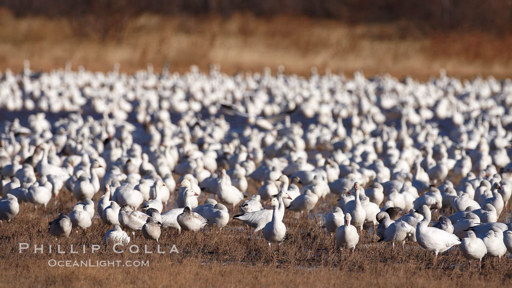 A flock of snow geese, numbering in the thousands, covers a freshwater pond as they rest. Bosque del Apache National Wildlife Refuge, Socorro, New Mexico, USA, Chen caerulescens, natural history stock photograph, photo id 21999