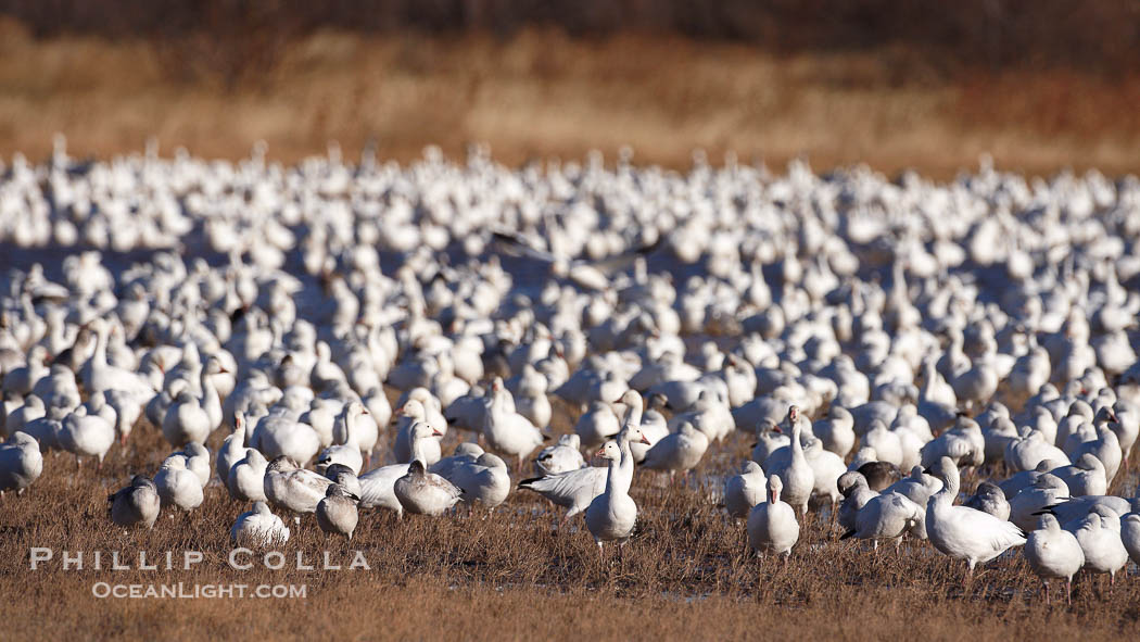 A flock of snow geese, numbering in the thousands, covers a freshwater pond as they rest., Chen caerulescens, natural history stock photograph, photo id 21999