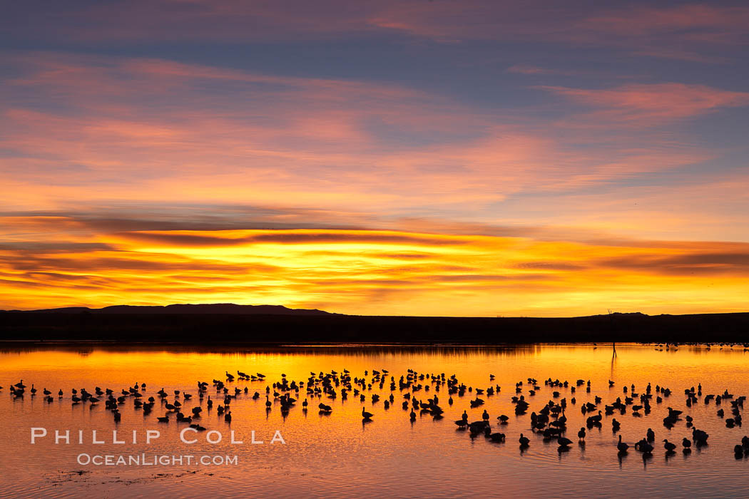Snow geese at dawn.  Snow geese rest beneath richly colored predawn skies on the main impoundment pond at Bosque del Apache National Wildlife Refuge.  They will lift off by the thousands at sunrise. Socorro, New Mexico, USA, Chen caerulescens, natural history stock photograph, photo id 21961