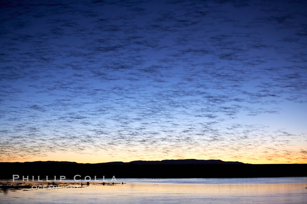 Snow geese at dawn.  Snow geese often "blast off" just before or after dawn, leaving the ponds where they rest for the night to forage elsewhere during the day. Bosque del Apache National Wildlife Refuge, Socorro, New Mexico, USA, Chen caerulescens, natural history stock photograph, photo id 22005