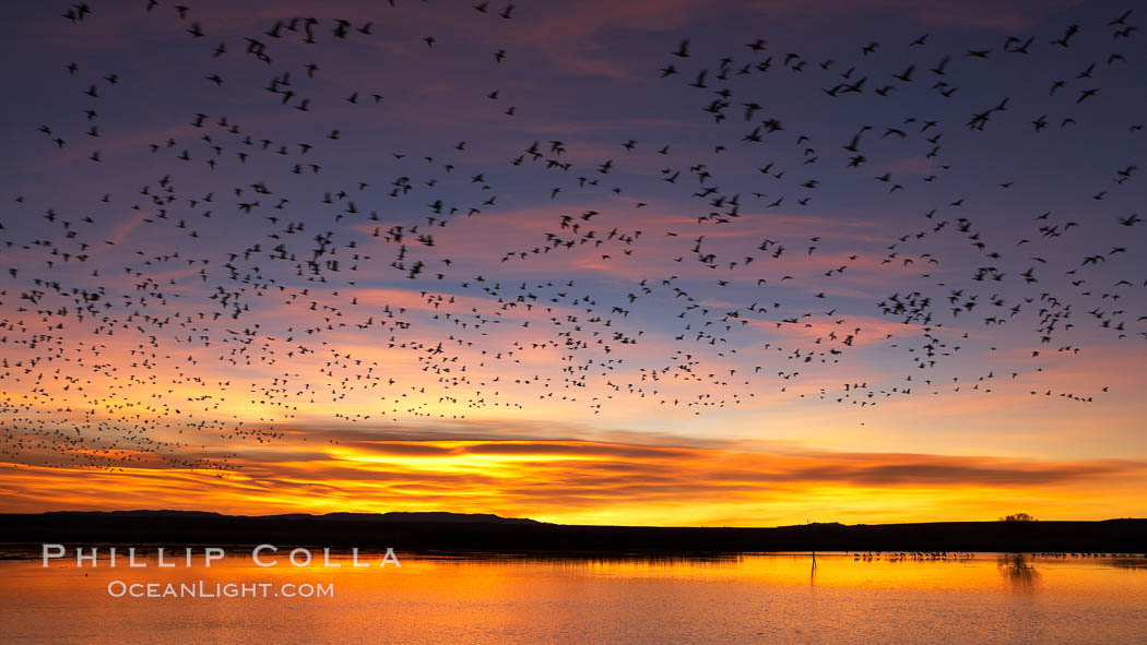 Snow geese at dawn.  Snow geese often "blast off" just before or after dawn, leaving the ponds where they rest for the night to forage elsewhere during the day. Bosque del Apache National Wildlife Refuge, Socorro, New Mexico, USA, Chen caerulescens, natural history stock photograph, photo id 22021