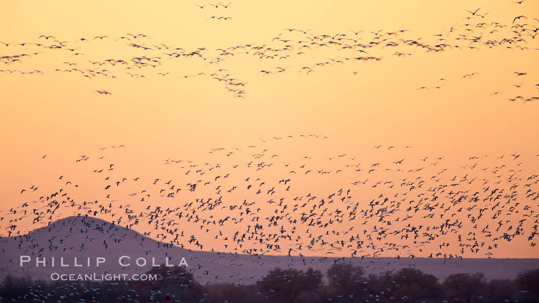 Flocks of geese at sunrise, in flight. Bosque del Apache National Wildlife Refuge, Socorro, New Mexico, USA, Chen caerulescens, natural history stock photograph, photo id 26417