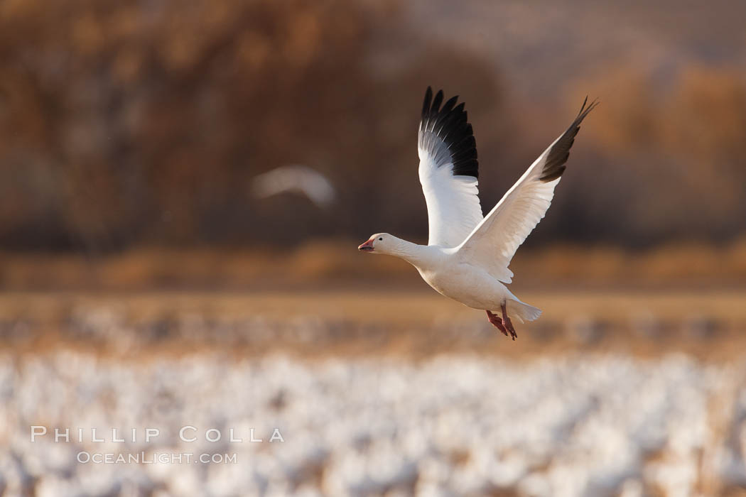 Snow goose in flight. Bosque Del Apache, Socorro, New Mexico, USA, Chen caerulescens, natural history stock photograph, photo id 26256