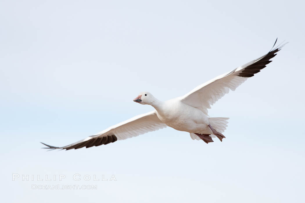 Snow goose in flight. Bosque Del Apache, Socorro, New Mexico, USA, Chen caerulescens, natural history stock photograph, photo id 26227