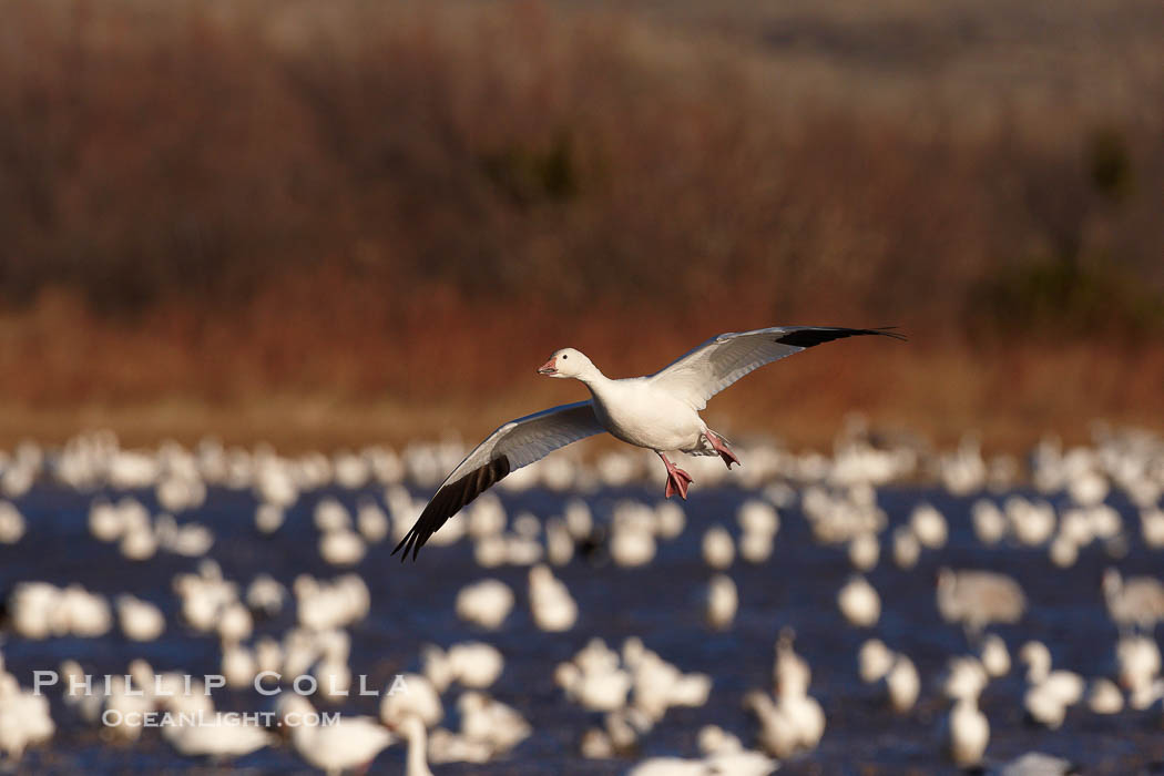 Snow goose in flight, slowing before landing to join a flock of snow geese resting on a pond., Chen caerulescens, natural history stock photograph, photo id 22002