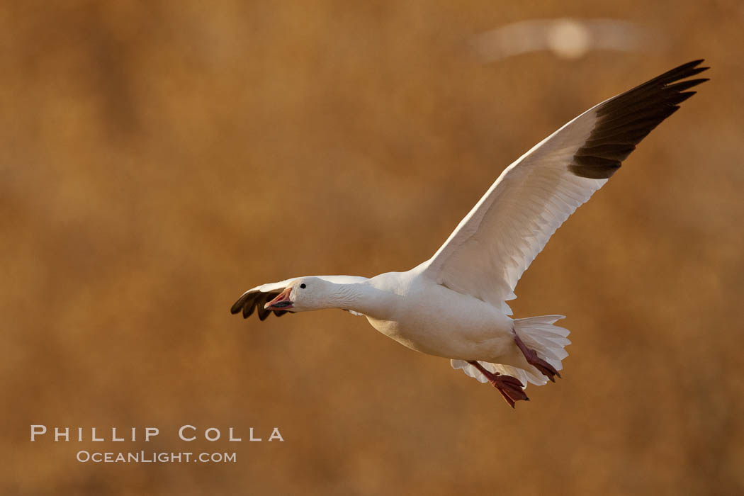 Snow goose in flight. Bosque Del Apache, Socorro, New Mexico, USA, Chen caerulescens, natural history stock photograph, photo id 26270