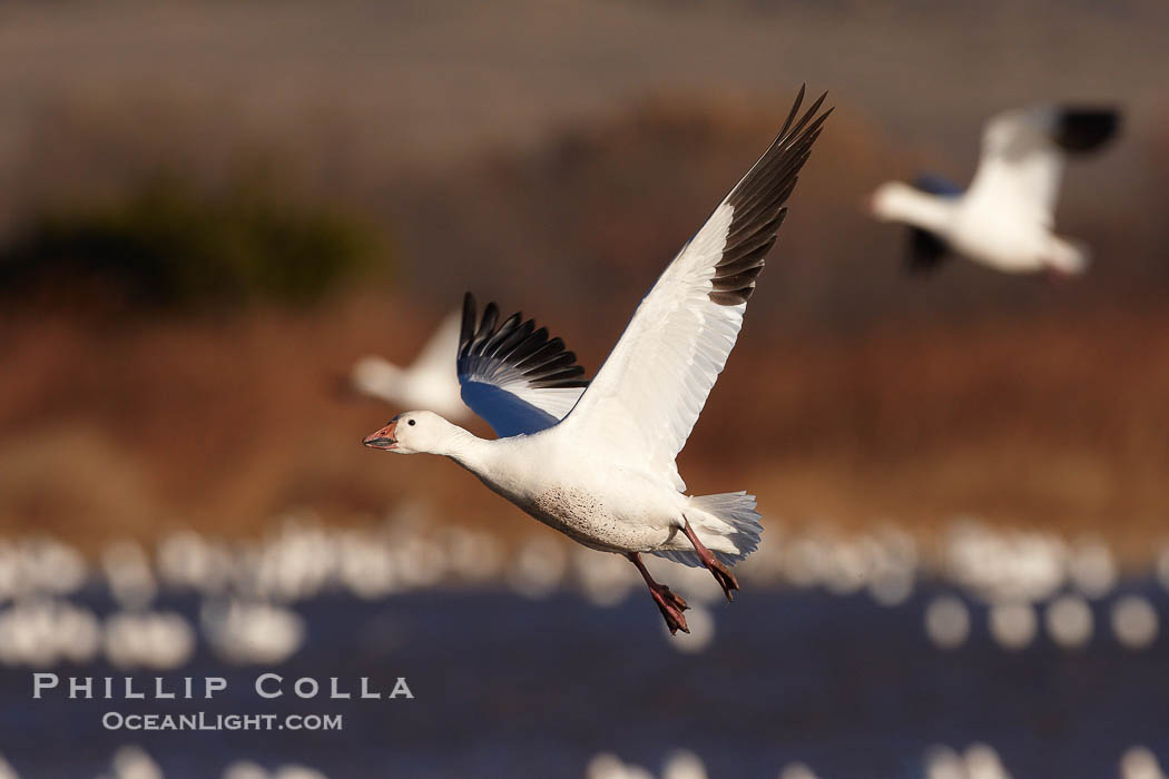 Snow goose in flight, slowing before landing to join a flock of snow geese resting on a pond., Chen caerulescens, natural history stock photograph, photo id 22052