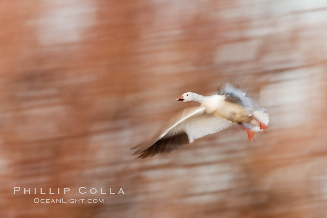 Snow goose in flight. Bosque Del Apache, Socorro, New Mexico, USA, Chen caerulescens, natural history stock photograph, photo id 26228