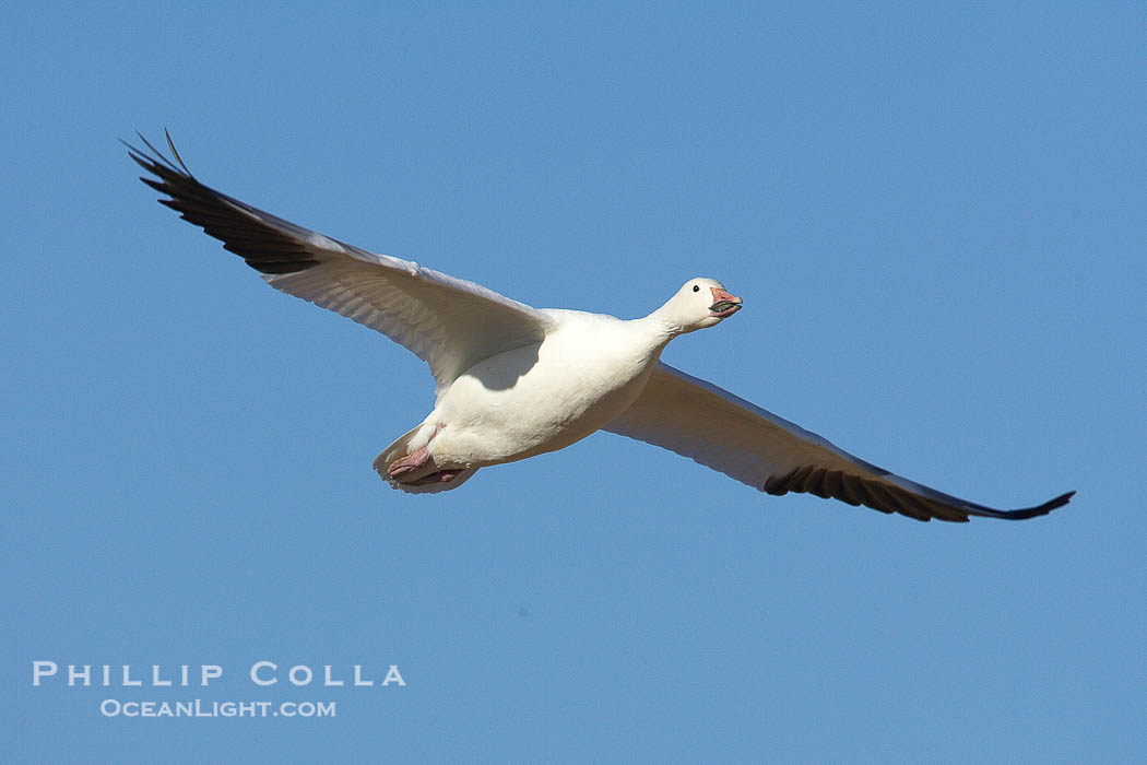 Snow goose in flight., Chen caerulescens, natural history stock photograph, photo id 22047