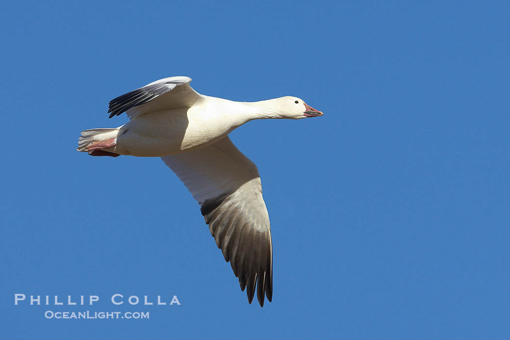 Snow goose in flight., Chen caerulescens, natural history stock photograph, photo id 22063