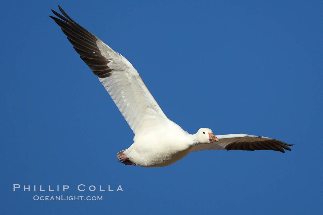 Snow goose in flight, Chen caerulescens, Bosque del Apache National Wildlife Refuge, Socorro, New Mexico