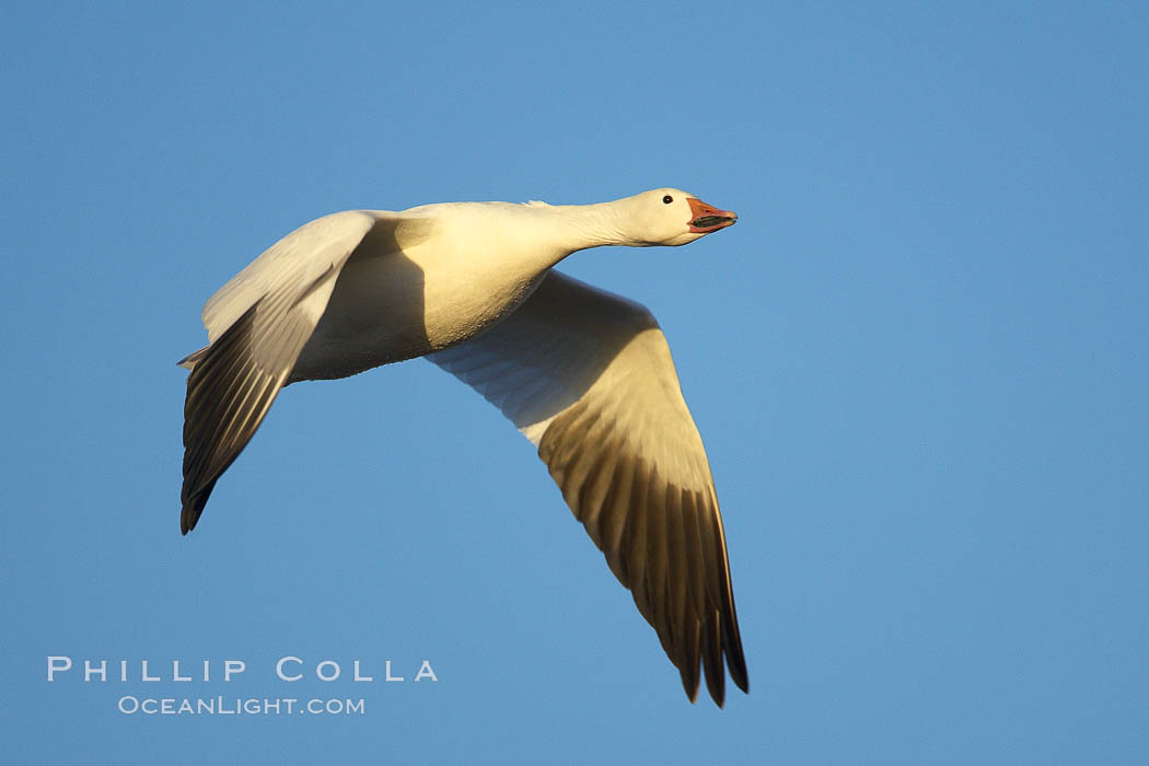 Snow goose in flight.  Tens of thousands of snow geese stop in Bosque del Apache NWR each winter during their migration. Bosque del Apache National Wildlife Refuge, Socorro, New Mexico, USA, Chen caerulescens, natural history stock photograph, photo id 21929