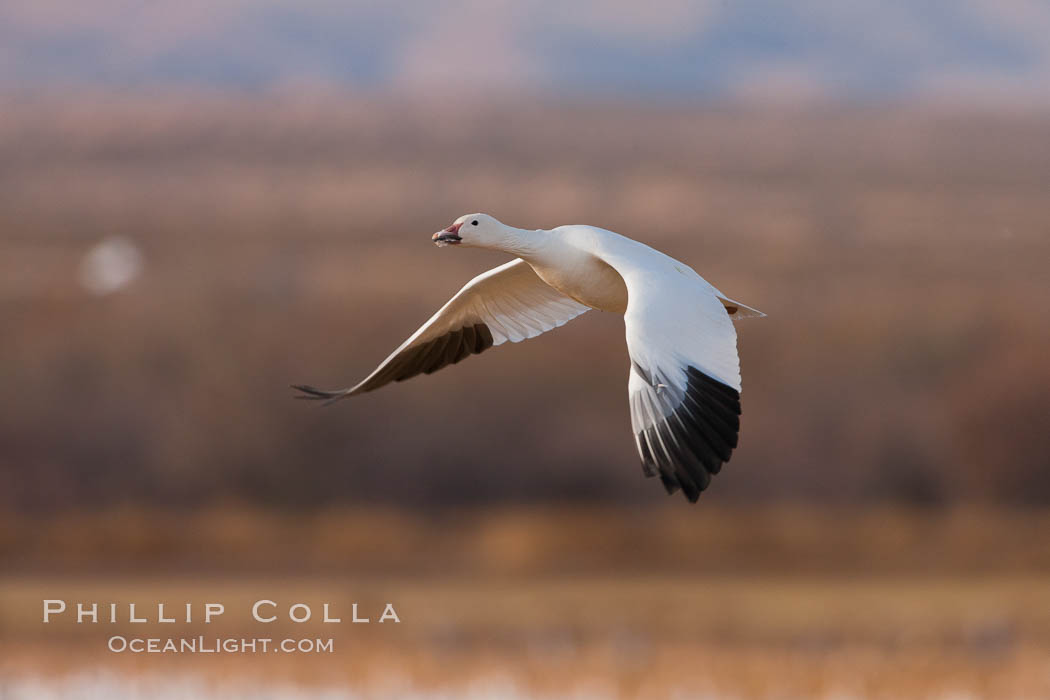 Snow goose in flight. Bosque Del Apache, Socorro, New Mexico, USA, Chen caerulescens, natural history stock photograph, photo id 26257