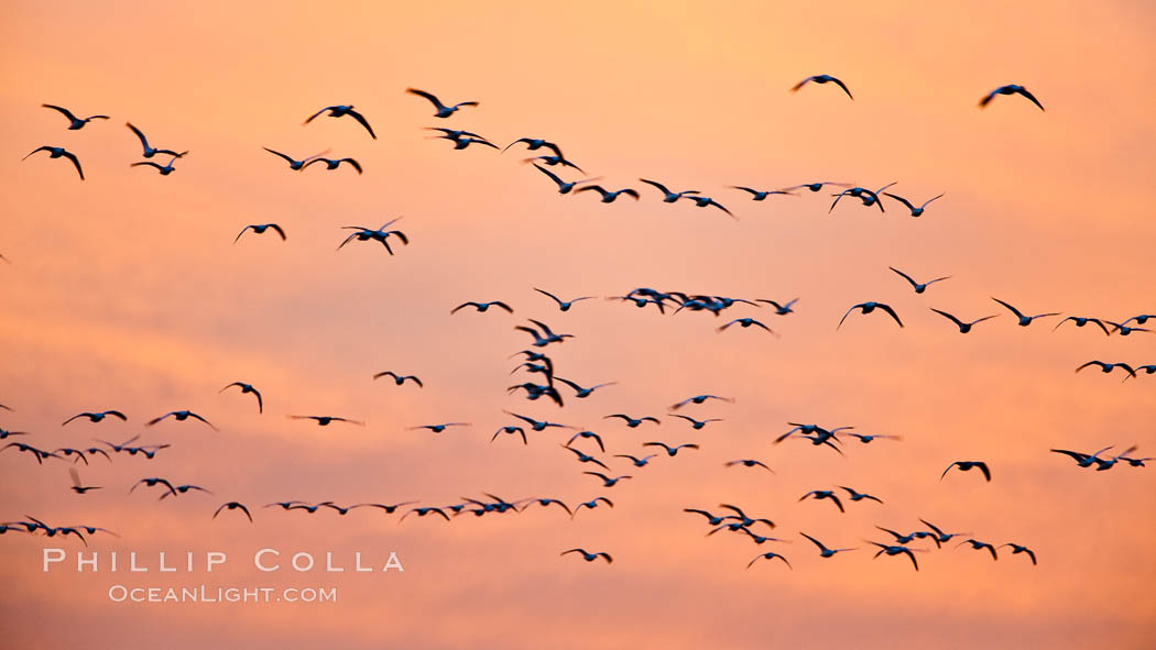 Flocks of geese at sunrise, in flight. Bosque del Apache National Wildlife Refuge, Socorro, New Mexico, USA, Chen caerulescens, natural history stock photograph, photo id 26418