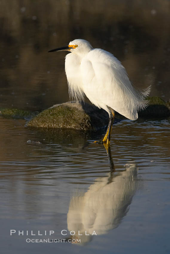 Snowy egret. Upper Newport Bay Ecological Reserve, Newport Beach, California, USA, Egretta thula, natural history stock photograph, photo id 15670