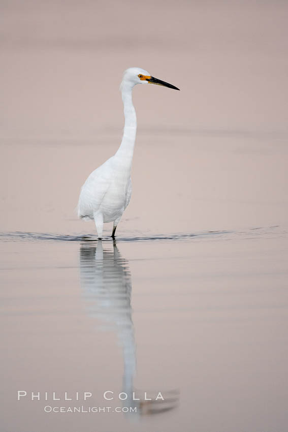 Snowy egret wading, foraging for small fish in shallow water. San Diego Bay National Wildlife Refuge, California, USA, Egretta thula, natural history stock photograph, photo id 17452