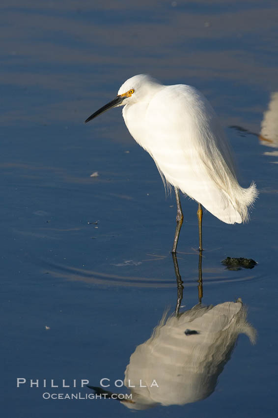 Snowy egret. Upper Newport Bay Ecological Reserve, Newport Beach, California, USA, Egretta thula, natural history stock photograph, photo id 15667