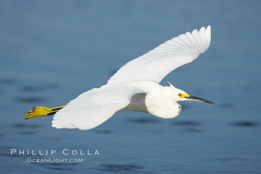 Snowy egret wading, foraging for small fish in shallow water. San Diego Bay National Wildlife Refuge, California, USA, Egretta thula, natural history stock photograph, photo id 17449