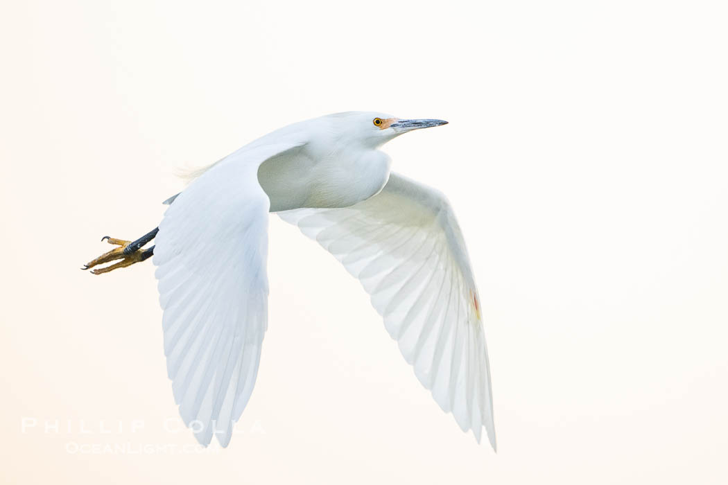 Snowy egret in flight gliding over the ocean in La Jolla. The snowy egret can be found in marshes, swamps, shorelines, mudflats and ponds. The snowy egret eats shrimp, minnows and other small fish, crustaceans and frogs. It is found on all coasts of North America and, in winter, into South America. California, USA, Egretta thula, natural history stock photograph, photo id 39861