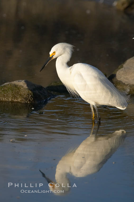 Snowy egret. Upper Newport Bay Ecological Reserve, Newport Beach, California, USA, Egretta thula, natural history stock photograph, photo id 15666