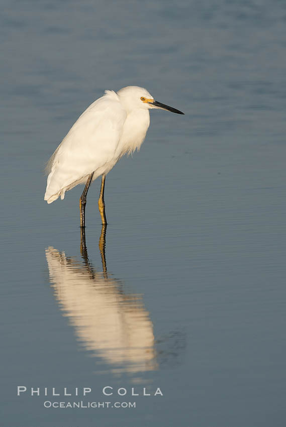 Snowy egret wading, foraging for small fish in shallow water. San Diego Bay National Wildlife Refuge, California, USA, Egretta thula, natural history stock photograph, photo id 17454