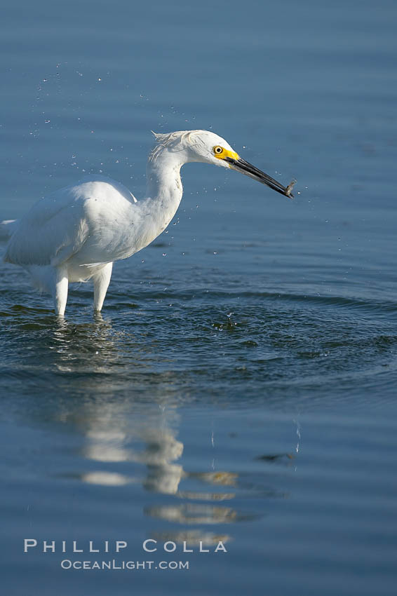 Snowy egret wading, foraging for small fish in shallow water. San Diego Bay National Wildlife Refuge, California, USA, Egretta thula, natural history stock photograph, photo id 17448