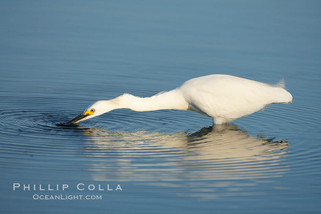 Snowy egret disturbs the water in an effort to attract small fish. San Diego Bay National Wildlife Refuge, California, USA, Egretta thula, natural history stock photograph, photo id 17451